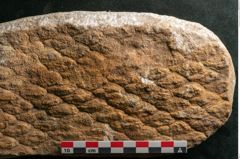 Foto (Detailansicht) von Lepidodendron aculeatum St. (NHMW-GEO-2024-0188-11018)